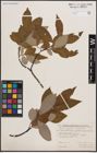 Foto von Salix caprea L. x Salix silesiaca Willd.